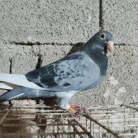 نرابلغ‌...بازرگان