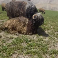 قوچ ترکی