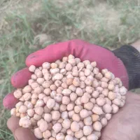 نخود آبگوشتی بر کرمانشاه