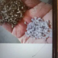 سرمایه گذار