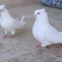 یه جفت سفید کاکولی نوک کوتاه