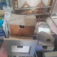 لونه عروس هلندی کوتوله مرغ عشق