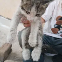 بچه گربه