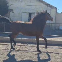 کره مادیون  کرد پر خون 3 ساله