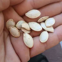 کدو خام بذری درجه یک درشت