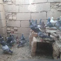 کفتر