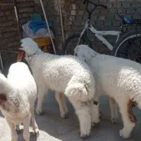 بره نر عراقی چاق چاق
