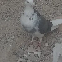 ماده تهرانی
