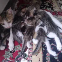 گربه|گربه|تایباد, |دیوار