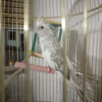 عروس هلندی ماده سفیدسیاه