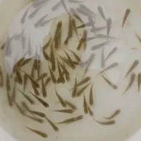 فروش نواع ماهی گرم