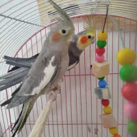 عروس هلندی
