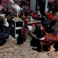 تعدادی نیمچه مرغ و خروس