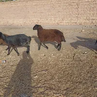 فروش فوری بره نر نژاد شال