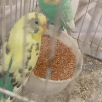 یه جفت مرغ عشق