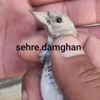 جوجه سهره دورگ و رسمی کیاسری تک تعداد