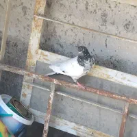 کبوتر