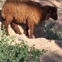 گوسفند ماده