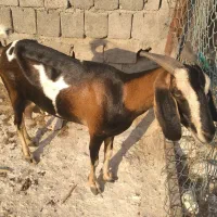 فروش بز وکهره