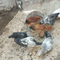 جوجه