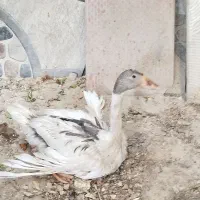 غاز