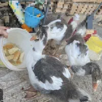 جوجه غاز