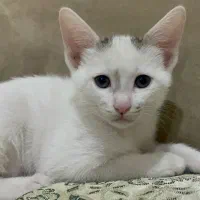 گربه|گربه|اهواز, کیانپارس |دیوار