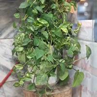 گل طبیعی پتوس
