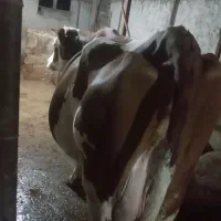 گاو شیری سیمنتال