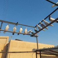 کبوتر آسمون