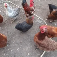 فروش خروس و مرغ و اردک محلی