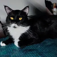 گربه گمشده مژدگانی