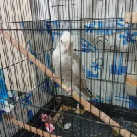 عروس هلندی خوشگل