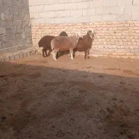 سه راس بره نروماده