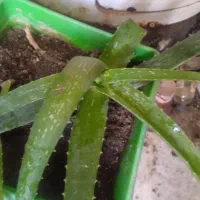 آلوئهورا برای پوست مو