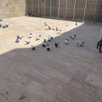 کبوتر سینه سیاه