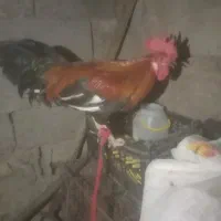 حیوآنات مزرعه