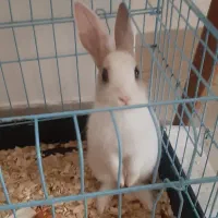فندق ،خرگوش