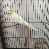 عروس هلندی نر و ماده سخنگو ۲عدد فنچ نر کینگ سهره