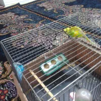 باسلام یه جفت مرغ عشق