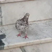 کفتر|پرنده|آشخانه, |دیوار