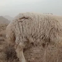 بره نر تخمی