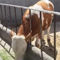 بره سبک