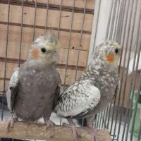 عروس هلندی