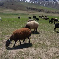 فروش میش بره قزل افشاری