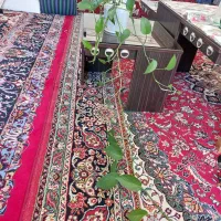 گل طبیعی خانگی