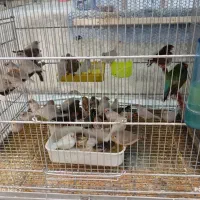 فنچ زبرا تازه بالغ