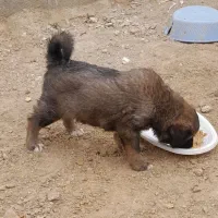 سگ نگهبان