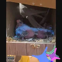 جوجه عروس هلندی سرلاکی