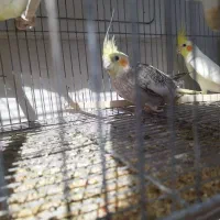 عروس هلندی